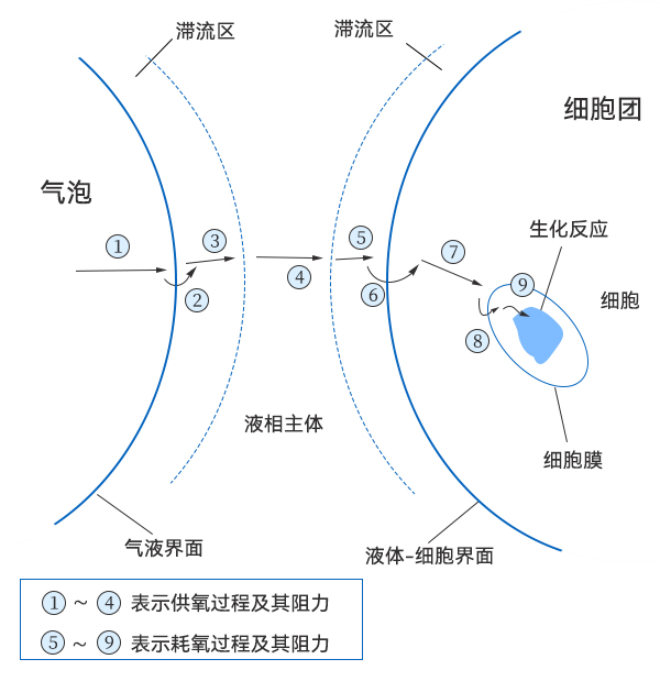 氧從氣泡到細胞中傳遞過程示意圖