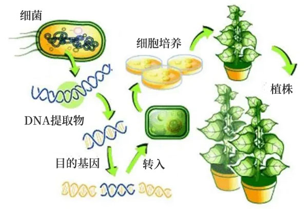 基因改良之農業應用