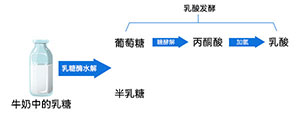 酸奶發酵原理